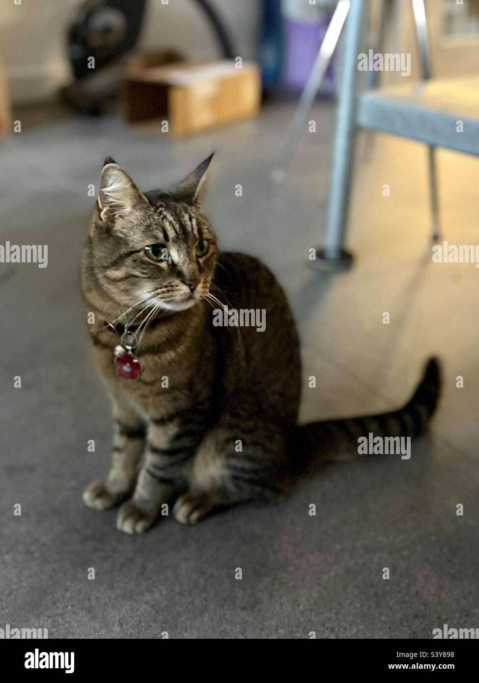 A cat is sitting on the gray tiles floor - Smartphone Captured Stock Image