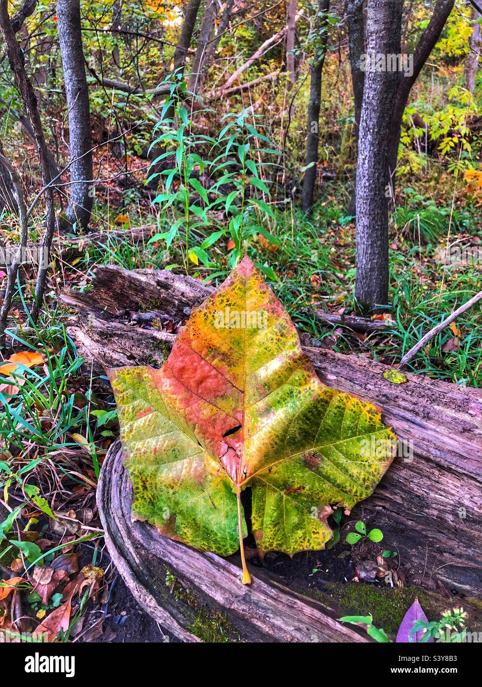 Autumn in the woods. - Smartphone Captured Stock Image