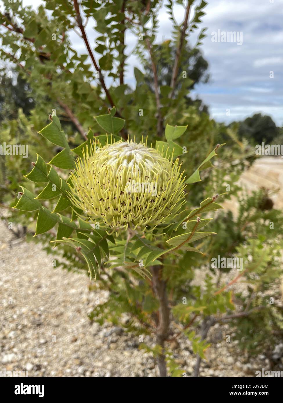Banksia Baxteri, Proteaceae Stock Photo