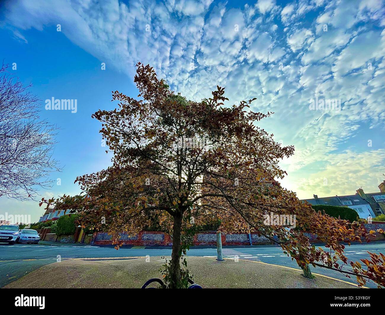 Lovely tree with clouds behind Stock Photo