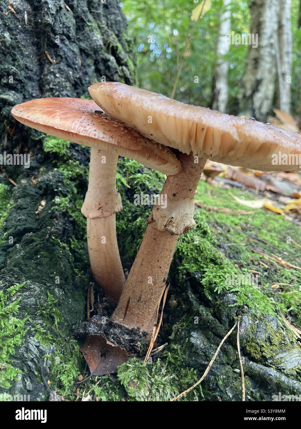 Blusher mushroom family Amanita Stock Photo