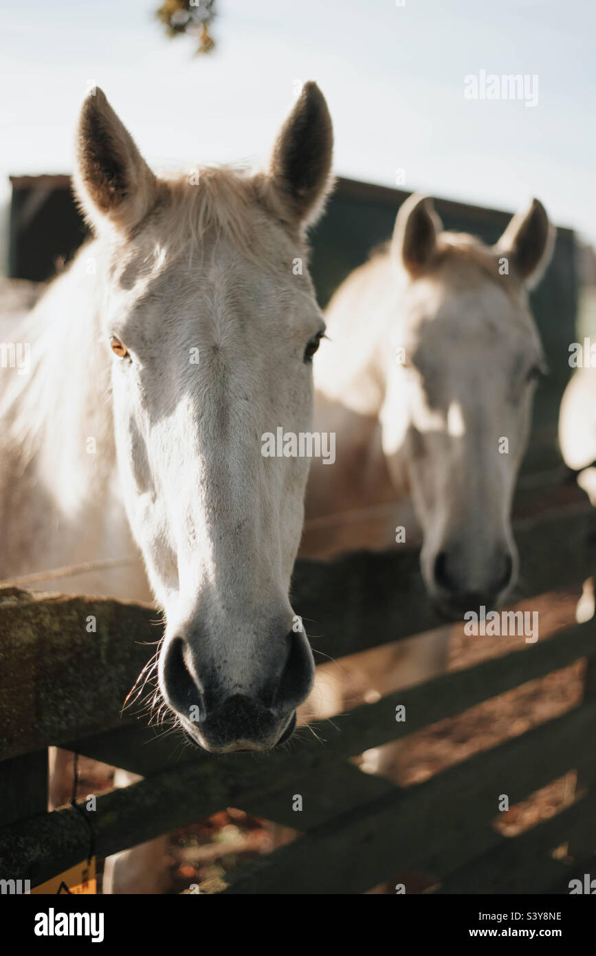 White horses in the morning Stock Photo