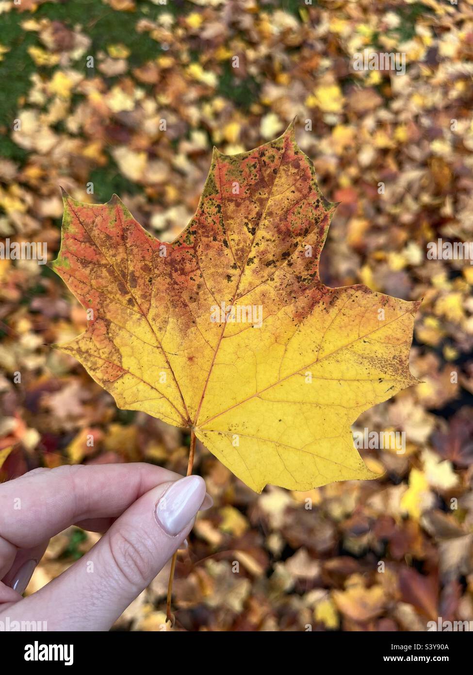 Leaf autumn colours hi-res stock photography and images - Alamy