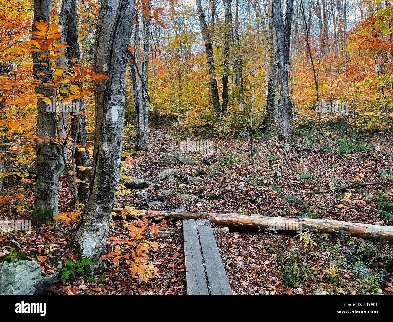 The white blaze of the Long Trail/Appalachian Trail painted on a tree in the fall. Stock Photo