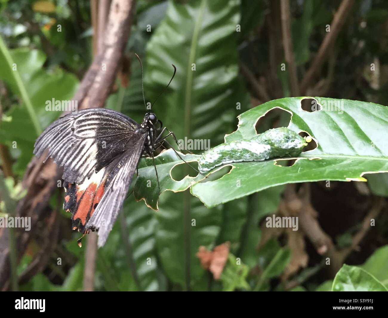 Common Mormon butterfly, caterpillar and egg on one citrus leaf Stock Photo Alamy