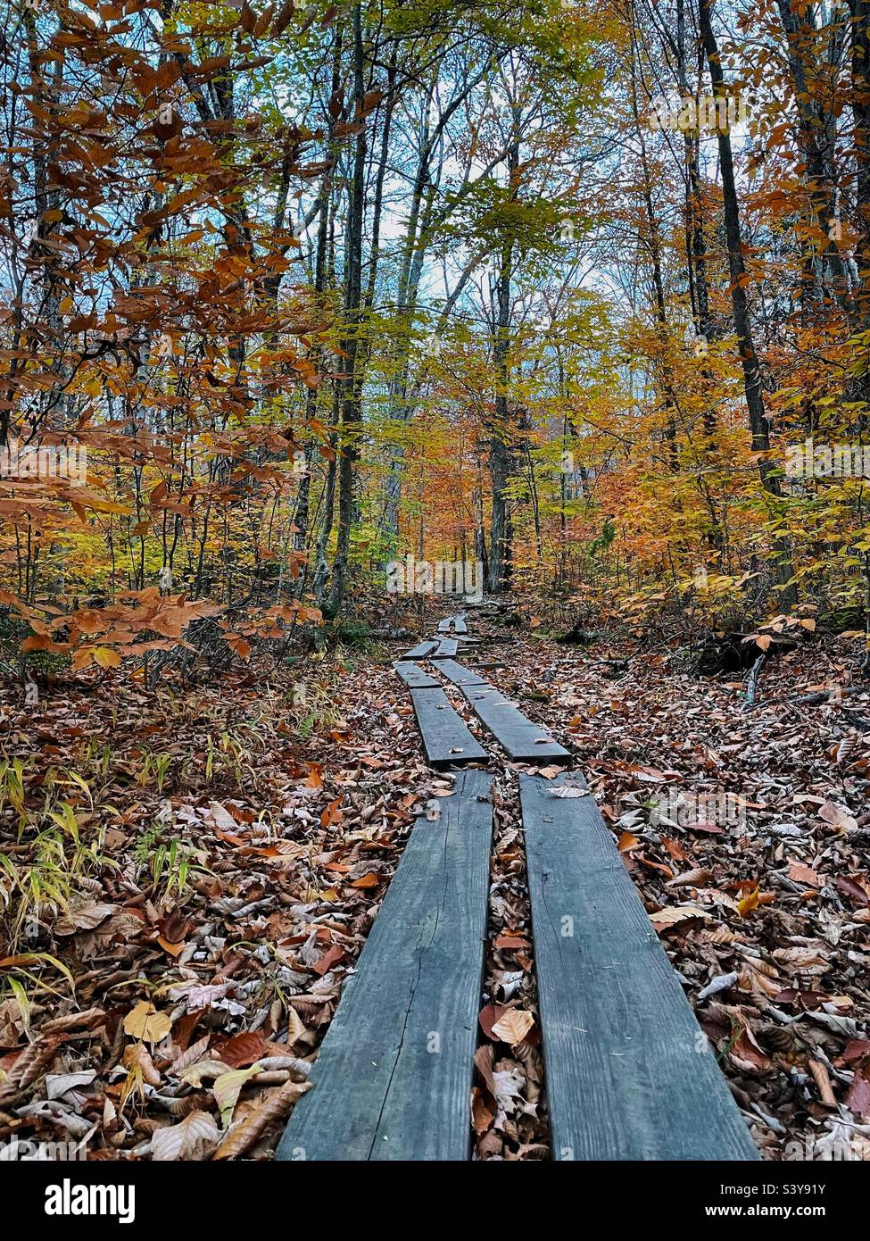 Wooden planks lead the way through a colorful Vermont forest. Stock Photo