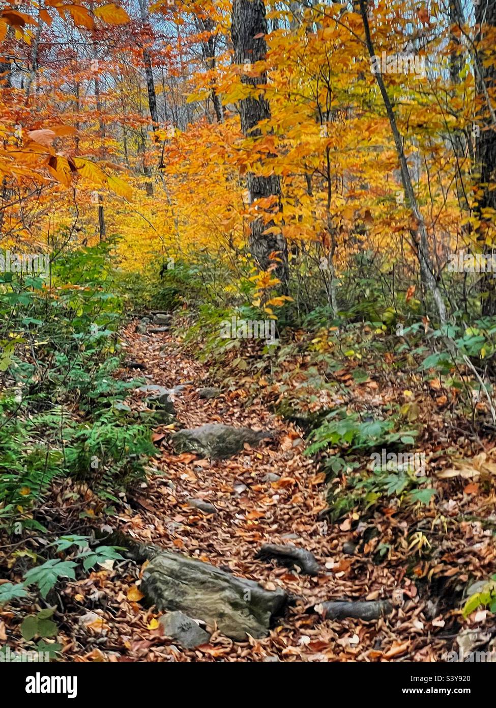 Colorful autumn leaves surround a Vermont hiking trail. Stock Photo