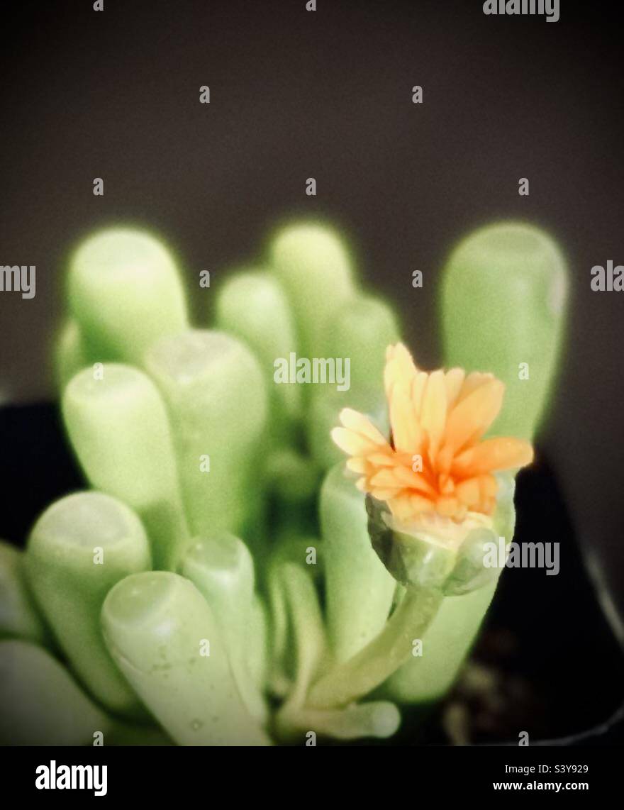 Sweet baby toes succulent with yellow bud starting to bloom Stock Photo