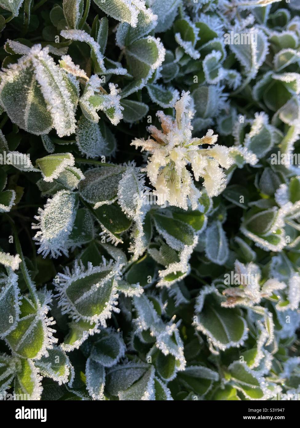 Frost on plants hi-res stock photography and images - Alamy
