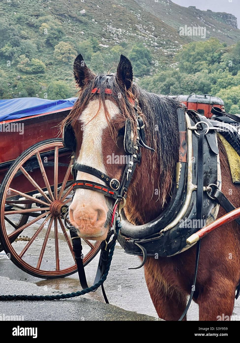 Wet horse in the pouring rain with cart in Ireland Stock Photo Alamy