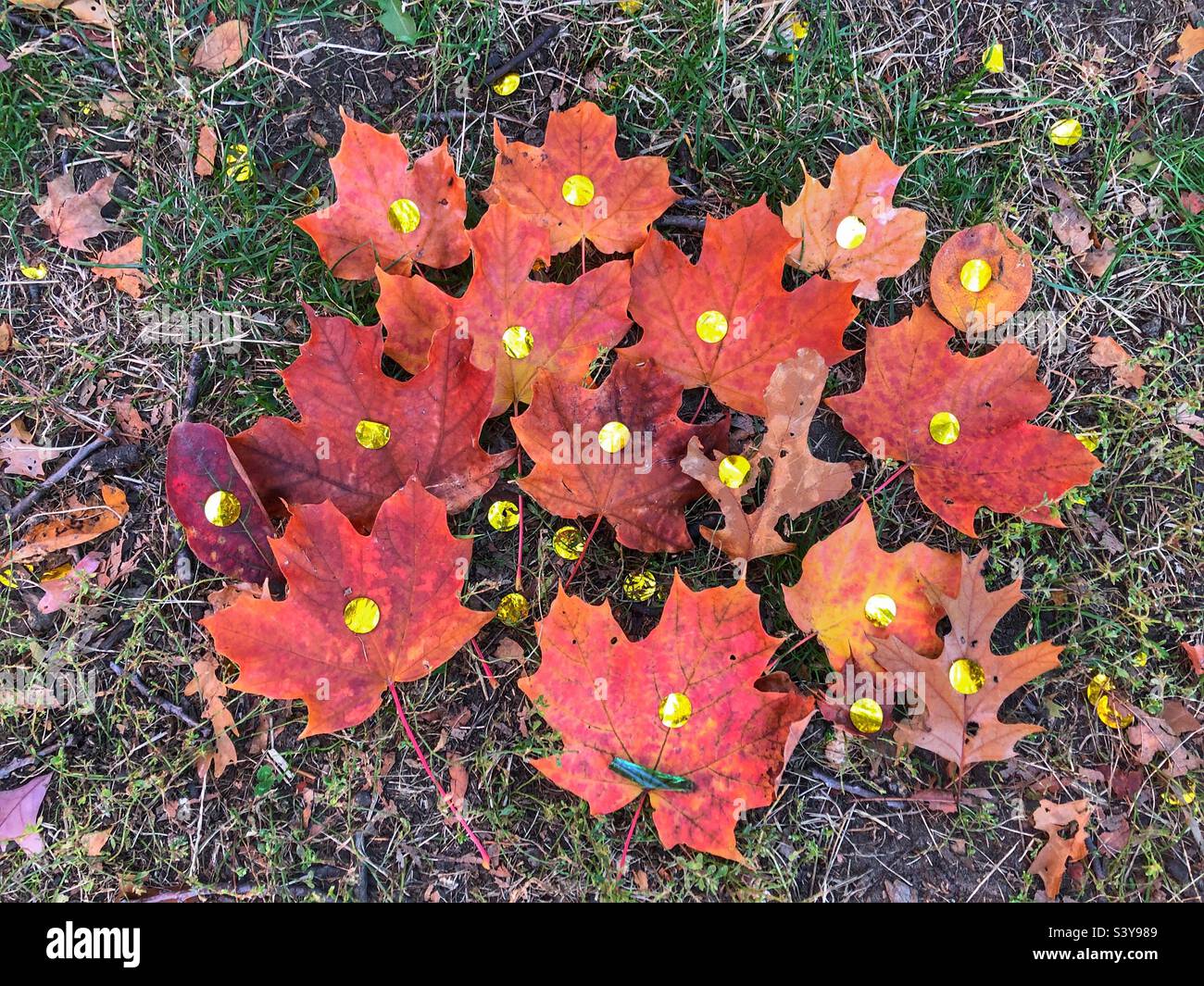 A cluster of autumn leaves on the ground. Stock Photo