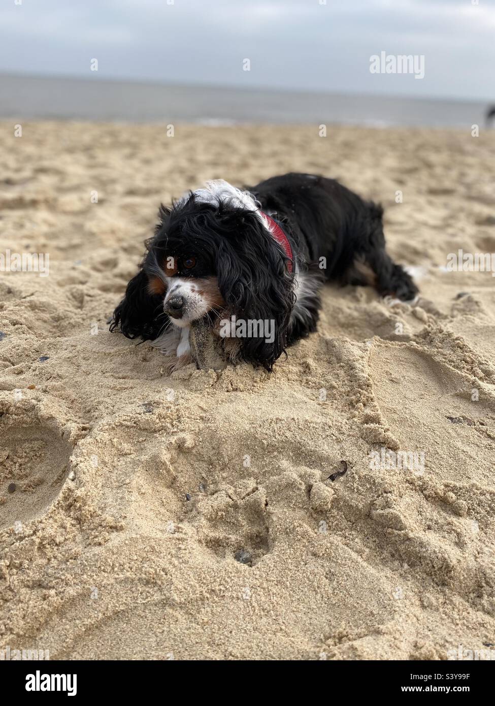 Happy beach days hi-res stock photography and images - Alamy