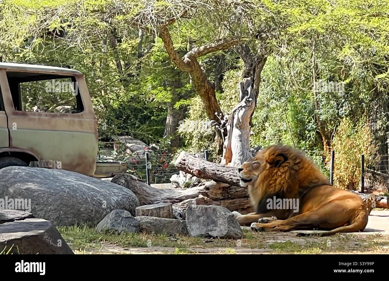 Old lion zoo hi-res stock photography and images - Alamy