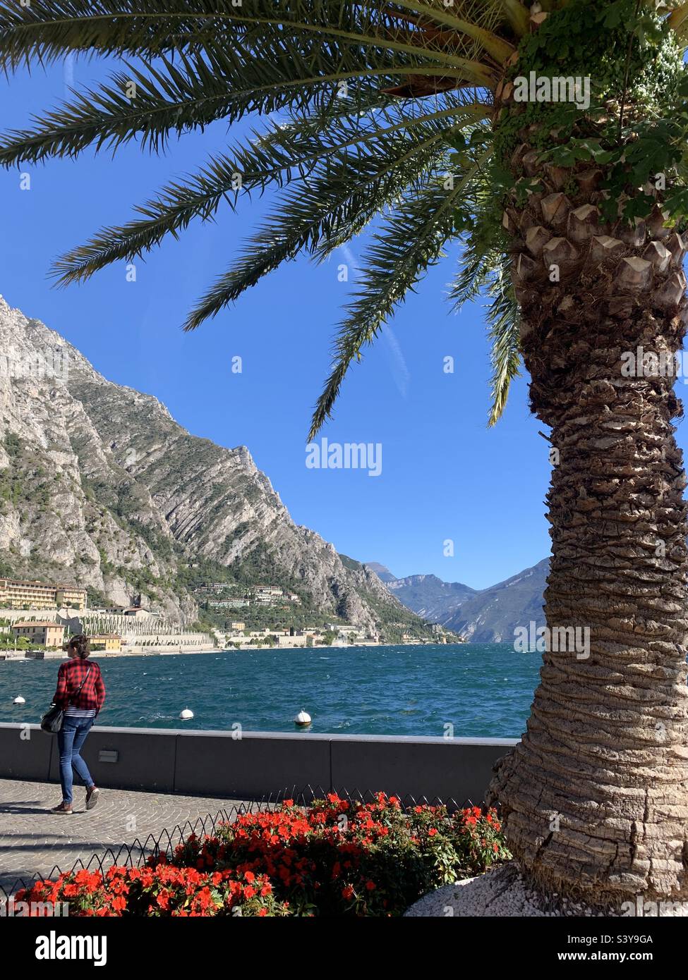 Palm tree at Limone lake Garda Stock Photo