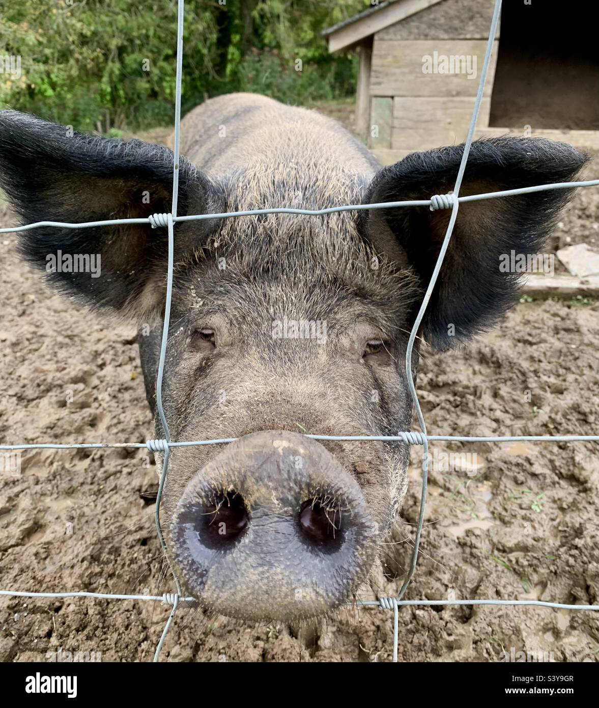 Close up of black pig with snout through wire fence Stock Photo