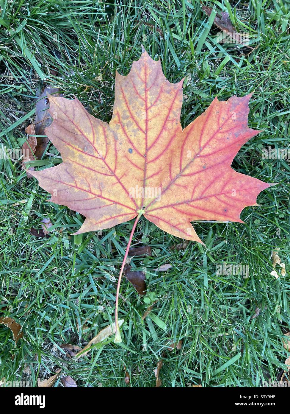 Maple leaf in grass during New England’s autumn month of October - Smartphone Captured Stock Image