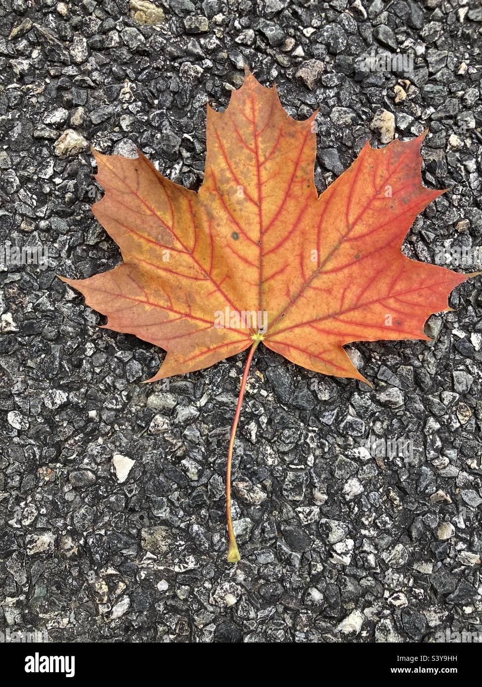 Maple leaf on the road during New England’s autumn month of October - Smartphone Captured Stock Image