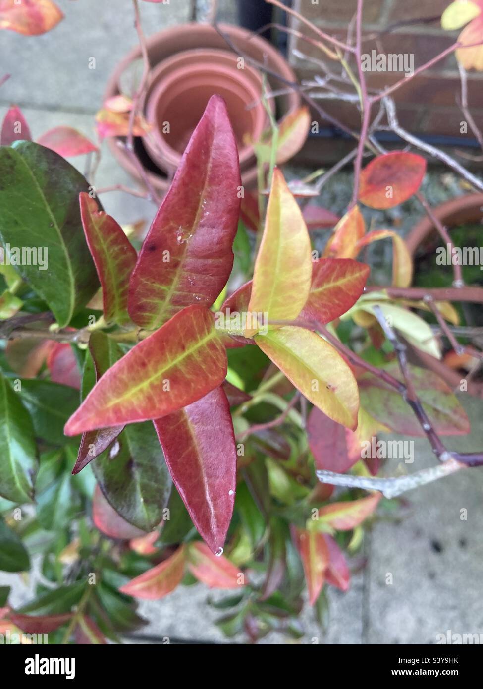 Jasmine leaves hires stock photography and images Alamy