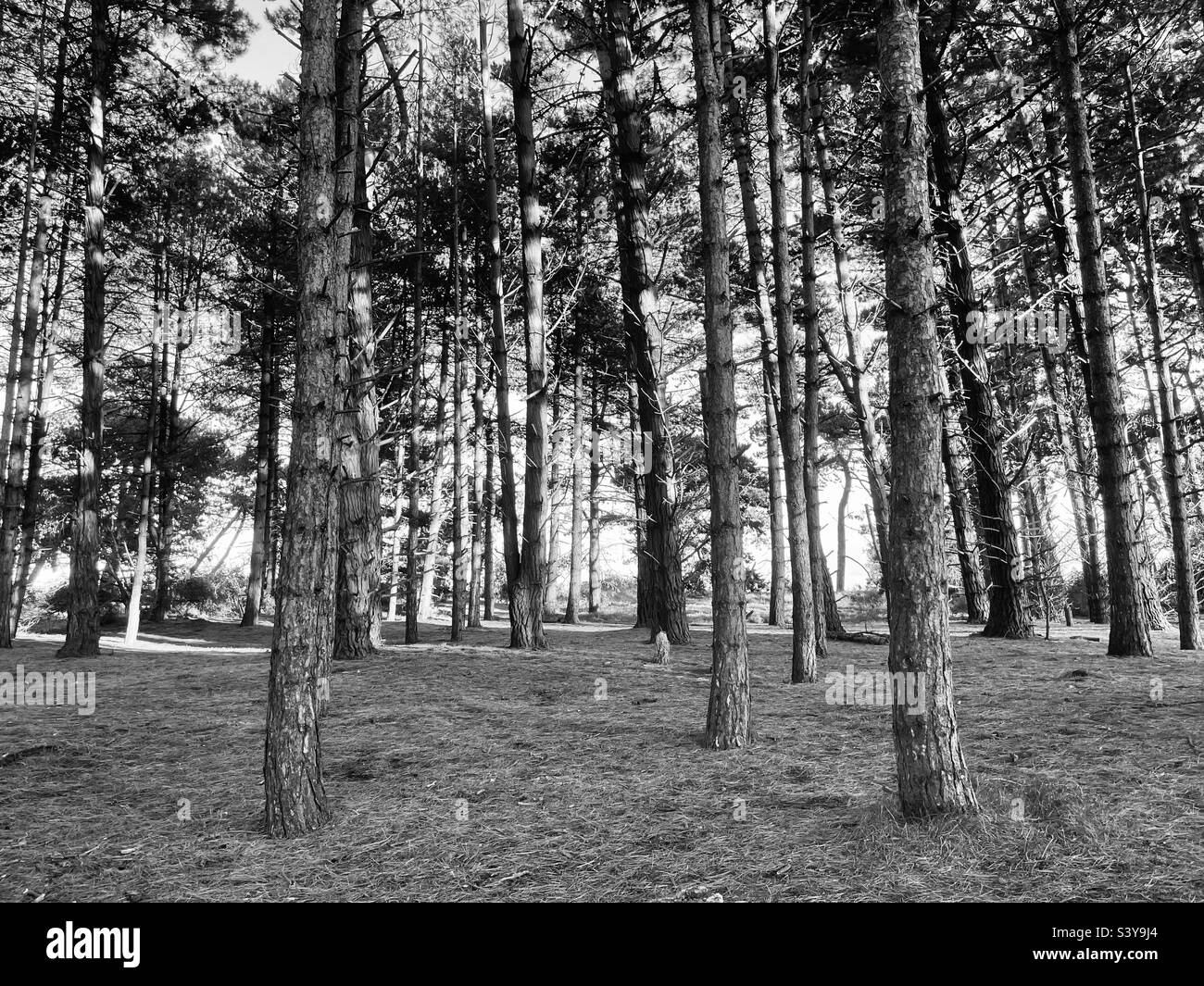 In the woods. - Smartphone Captured Stock Image