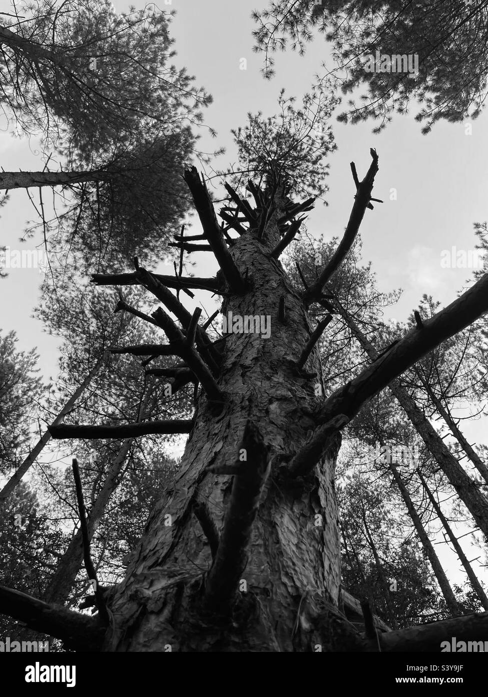 Stark tree. - Smartphone Captured Stock Image
