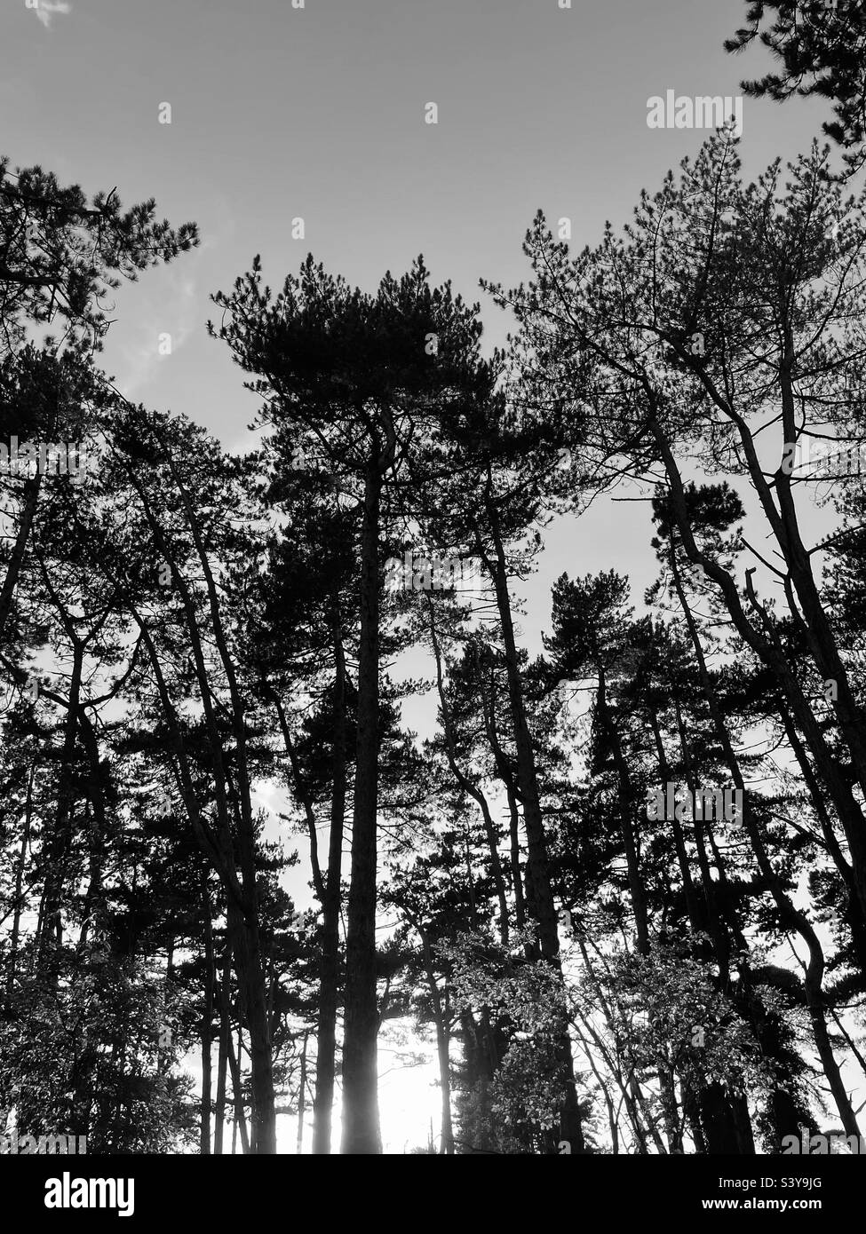 Tree silhouette. - Smartphone Captured Stock Image