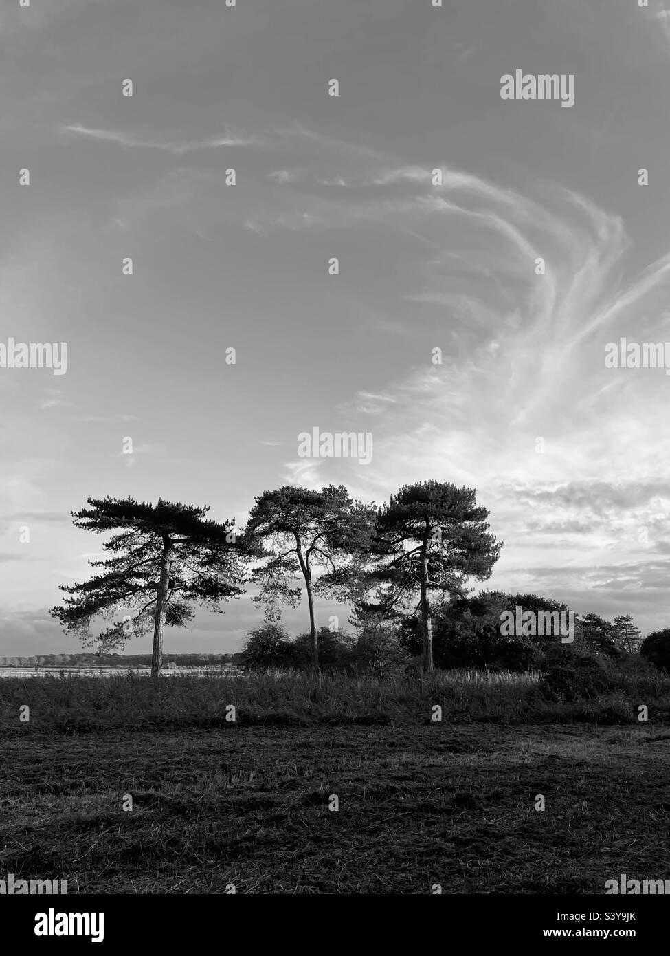 Trees in black and white. - Smartphone Captured Stock Image