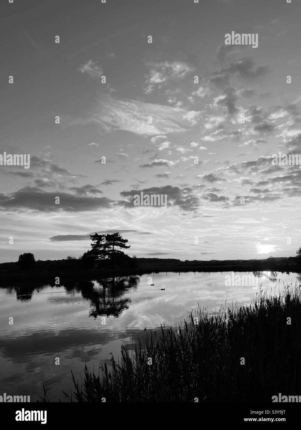 Autumn silhouette. - Smartphone Captured Stock Image