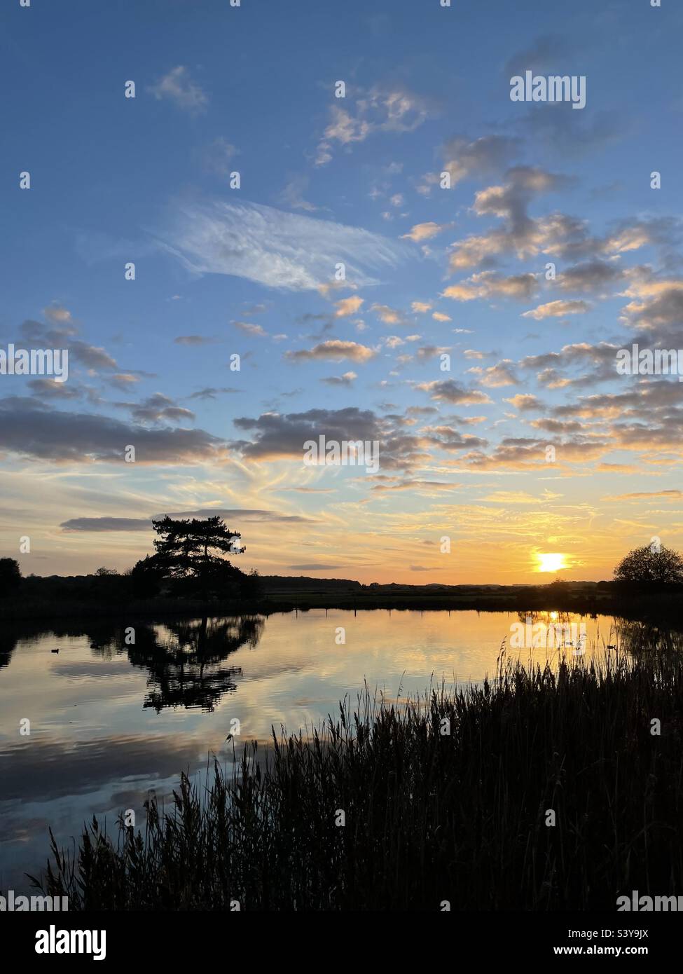 Autumn sunset silhouette. - Smartphone Captured Stock Image