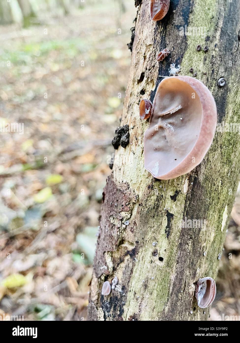A fine specimen of a Jelly Ear fungus growing on rotting wood Stock Photo Alamy