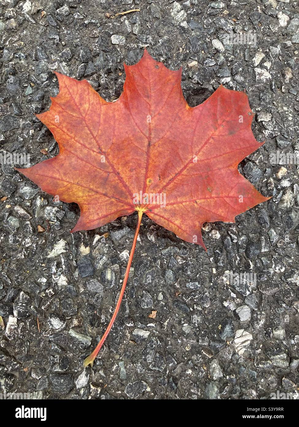 Red maple leaf on the road in New England on an October day - Smartphone Captured Stock Image