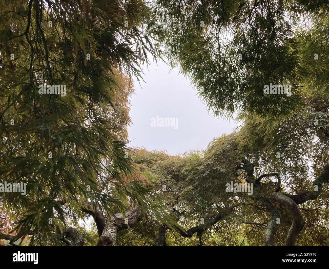 Japanese thread maple tree in October, Connecticut, New England on a rainy day - Smartphone Captured Stock Image