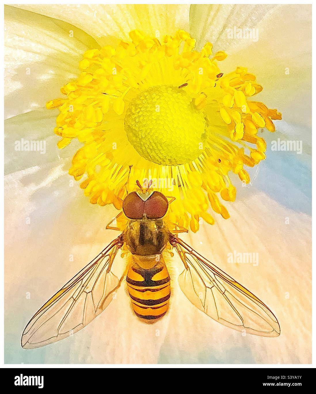 Hoverfly and flower. - Smartphone Captured Stock Image