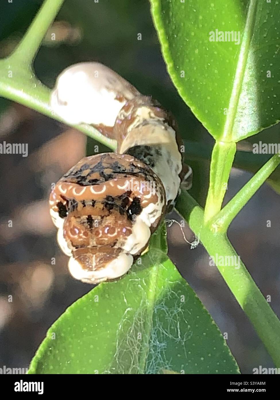 This amazing is a caterpillar of the giant swallowtail butterfly,resting on citrus plant their favorite food. Stock Photo