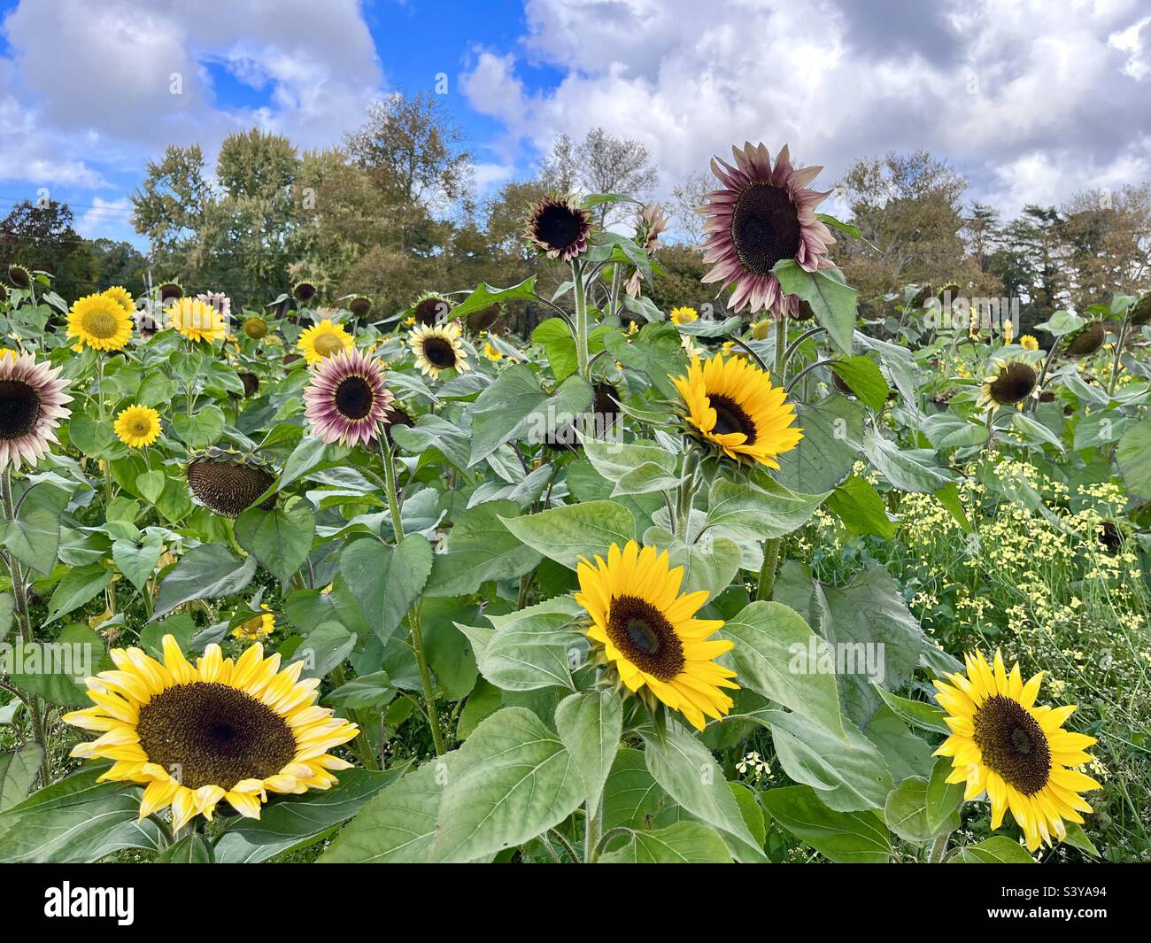 Sunflower field with blue sky and clouds - Smartphone Captured Stock Image