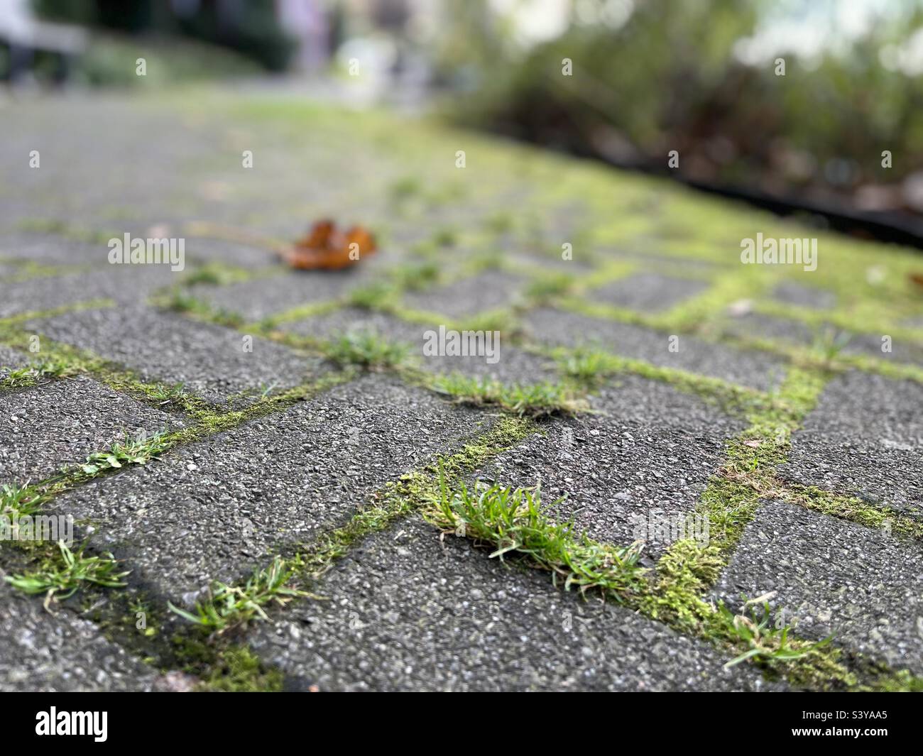 Concrete brick path with grasses and moss - Smartphone Captured Stock Image