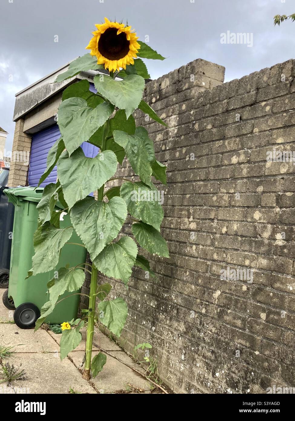 Sunflower growing up through pavement Stock Photo Alamy
