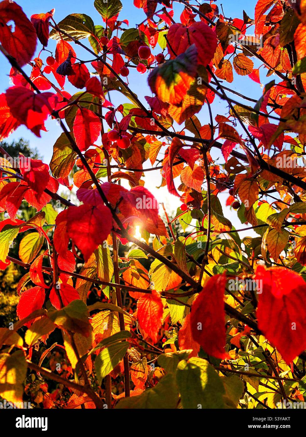 Viburnum Betulifolium with autumn colour backlit with afternoon sun - Smartphone Captured Stock Image