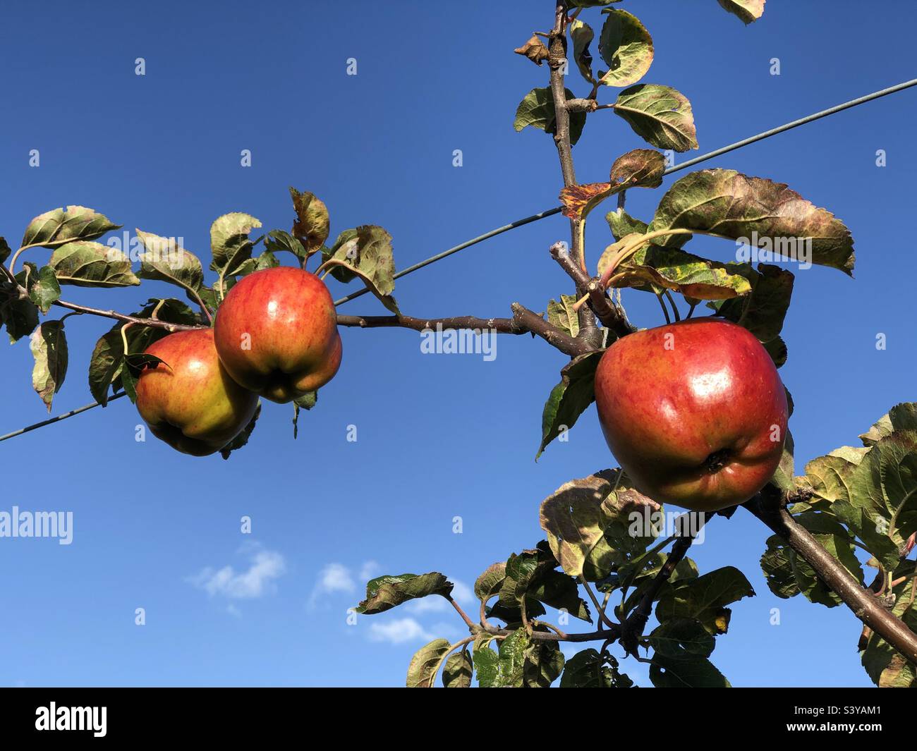 Apple tree, Red apples ripening in autumn - Smartphone Captured Stock Image