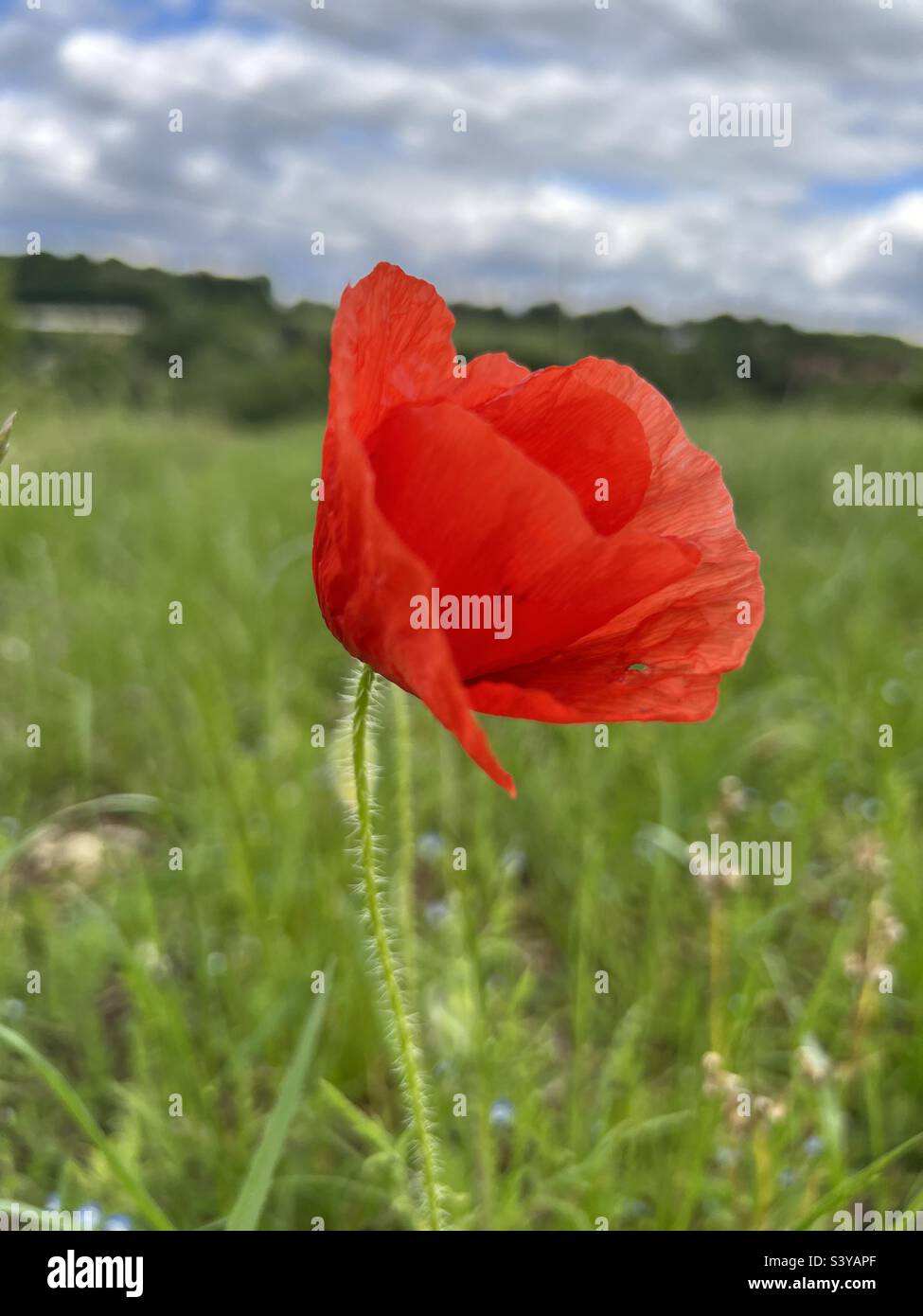 Single bright red poppy in green Kentish field for Remembrance Sunday lest we forget Stock Photo