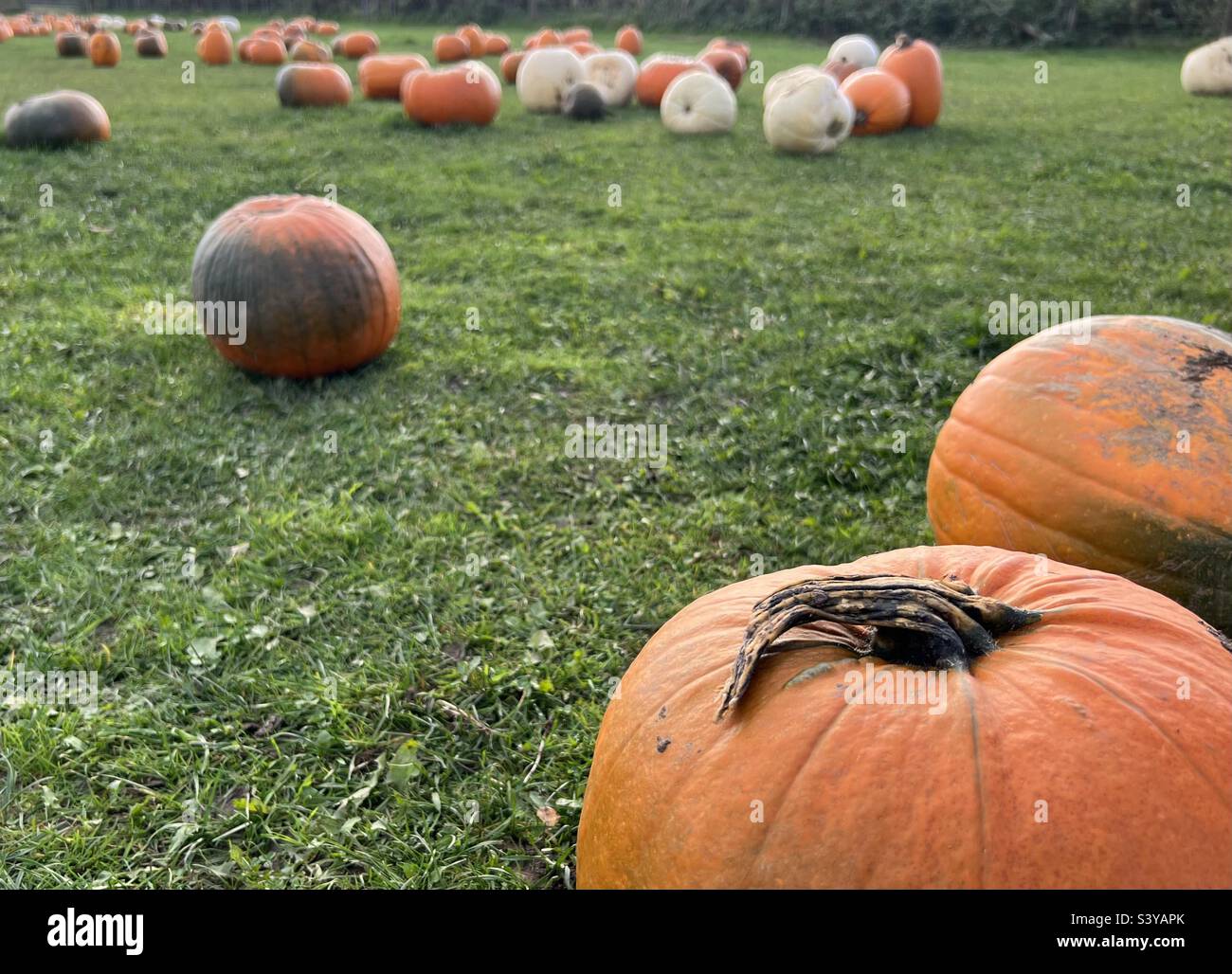 Pumpkin picking for Halloween Stock Photo