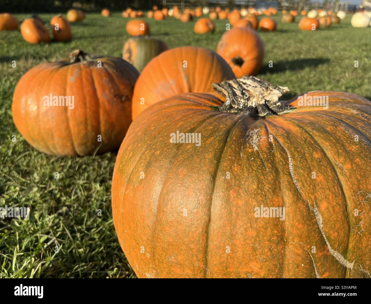 Pumpkin picking in North Yorkshire on an autumn Day before Halloween Stock Photo