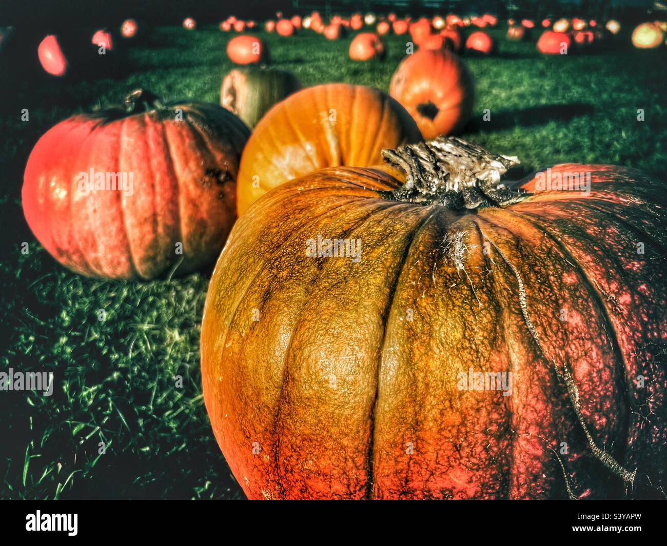 Halloween pumpkin picking in October Stock Photo