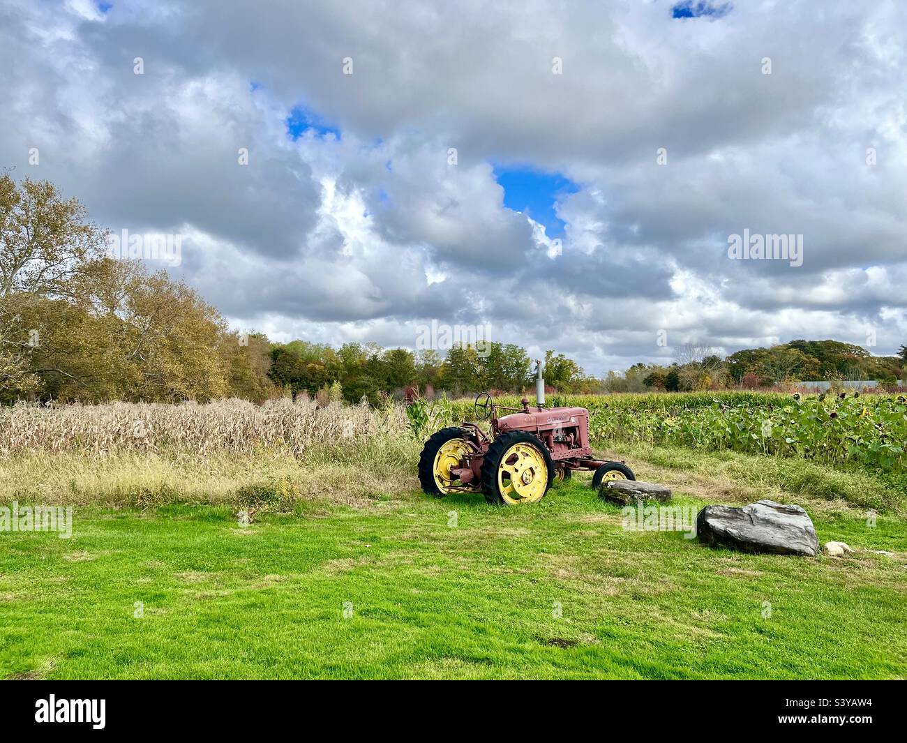 An antique red tractor by the corn field - Smartphone Captured Stock Image