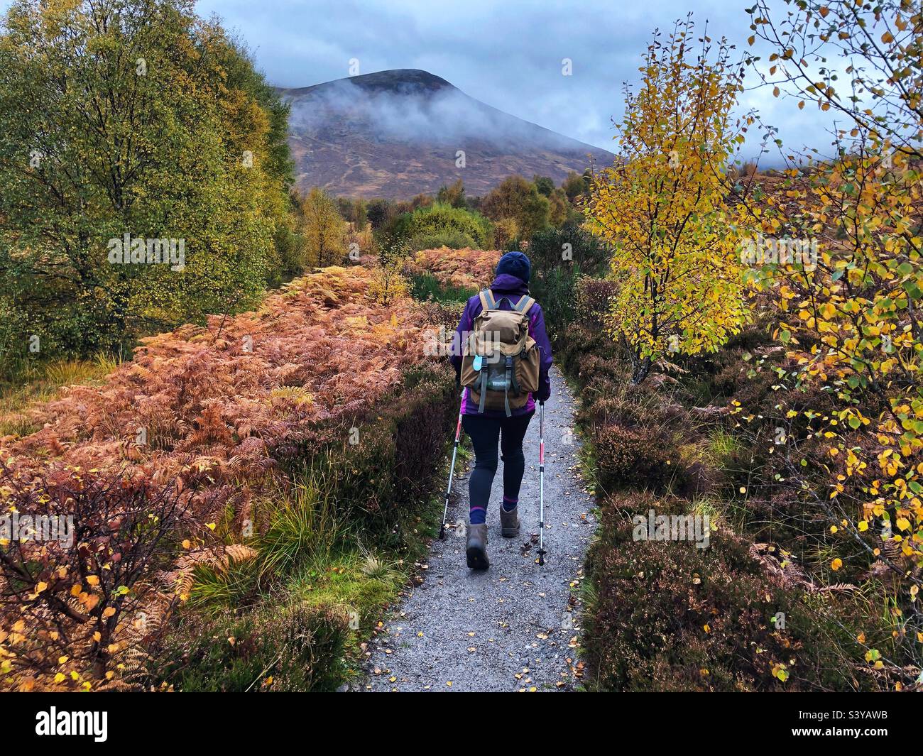 Autumnal Walking through the ferns, bracken and birch trees in the Creag Meagaidh National Nature Reserve, Scotland - Smartphone Captured Stock Image