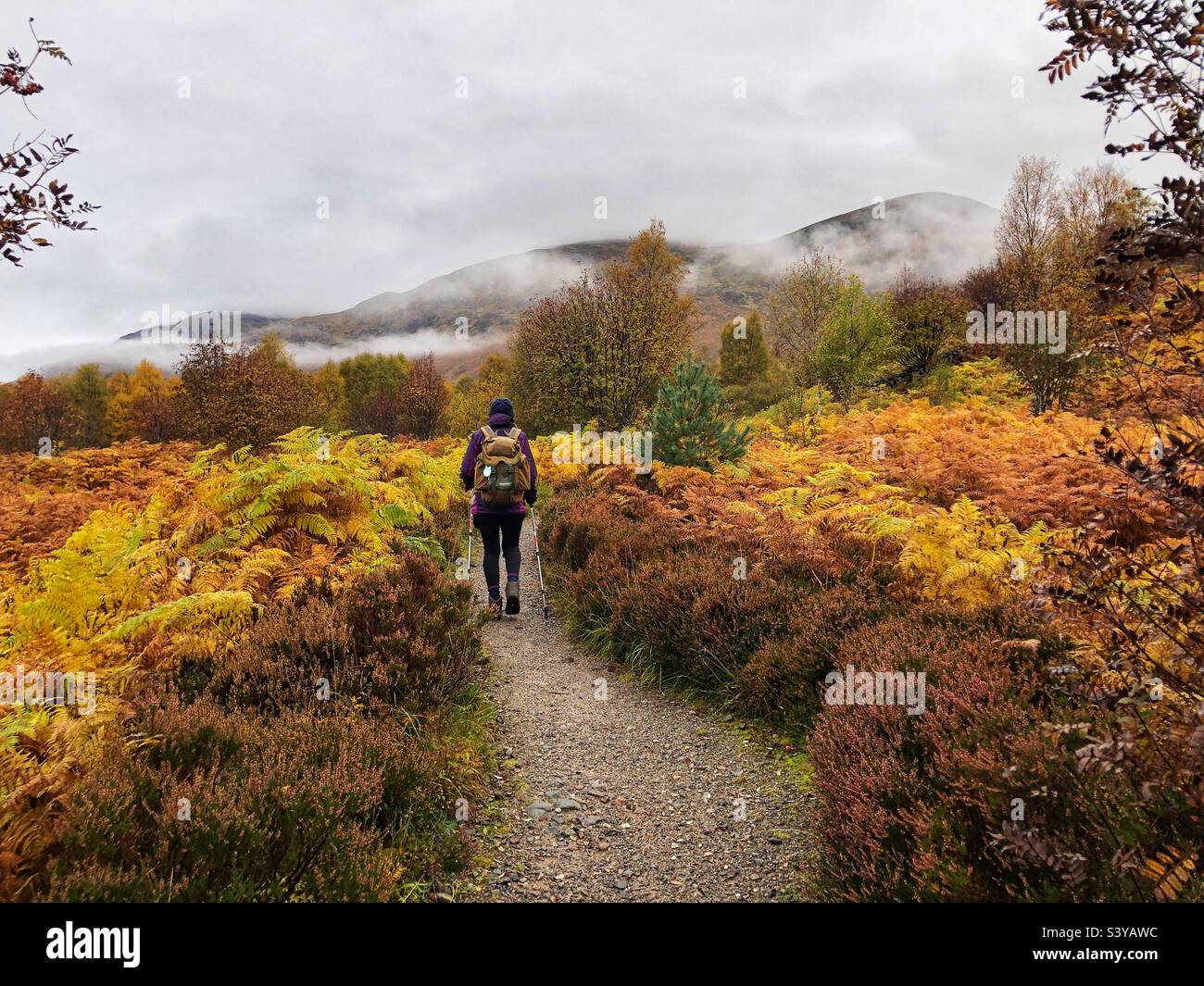 Autumnal Walking through the ferns, bracken and birch trees in the Creag Meagaidh National Nature Reserve, Scotland - Smartphone Captured Stock Image