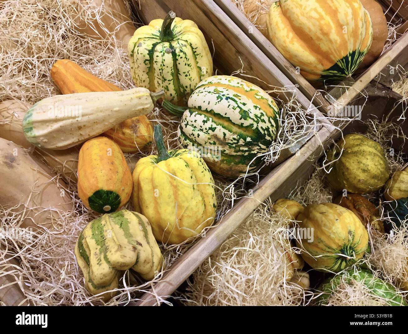 Wooden boxes with small mixed and decorative pumpkins for sale at