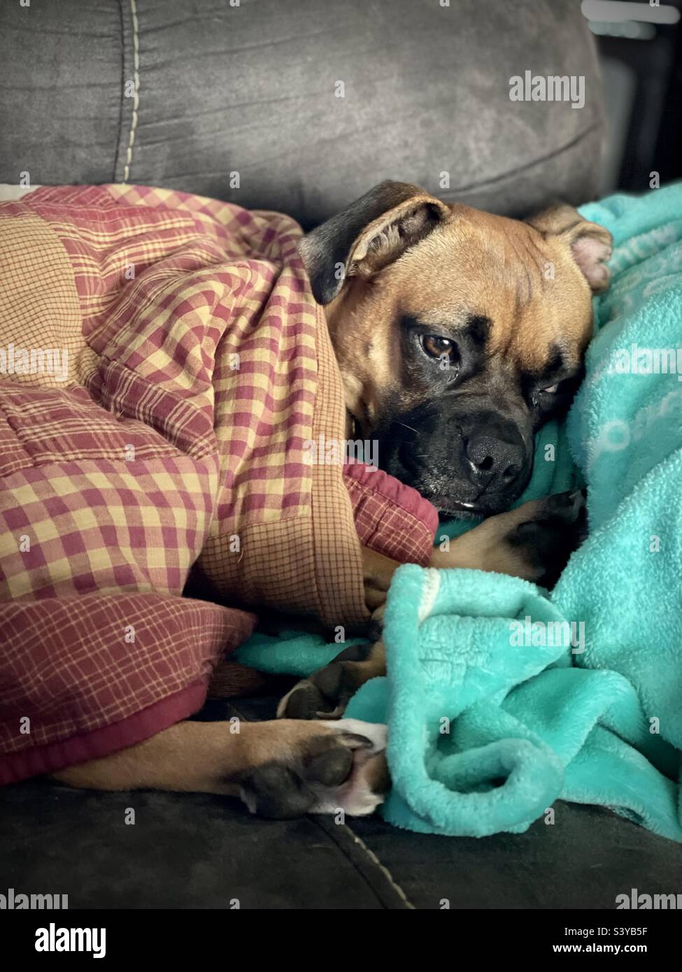 Cuddle bean dog Stock Photo Alamy