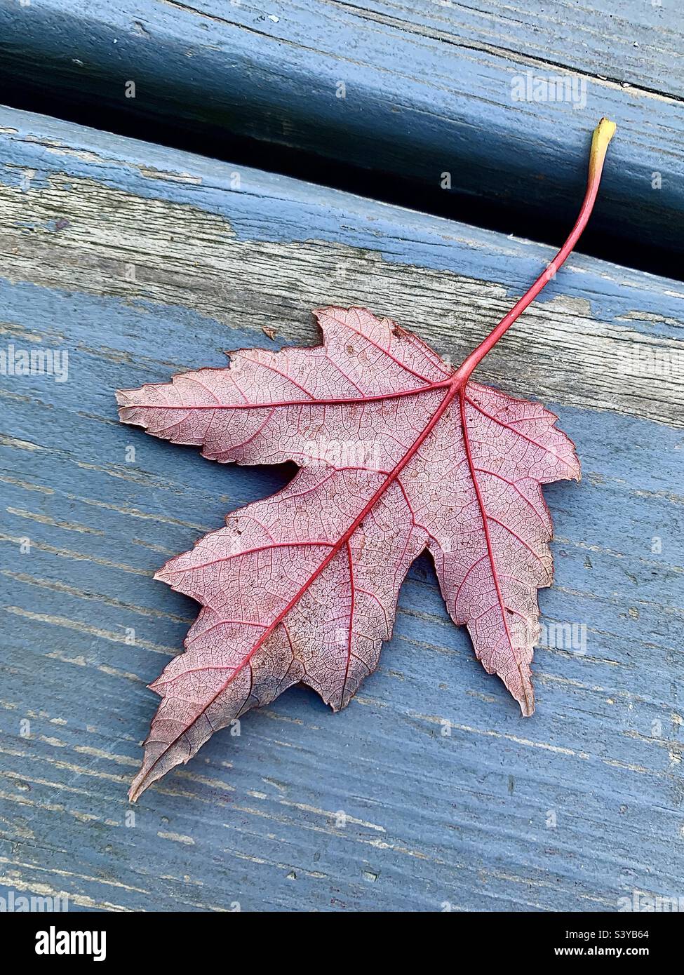 Closeup texture and veins of single leaf against worn blue wooden background - Smartphone Captured Stock Image