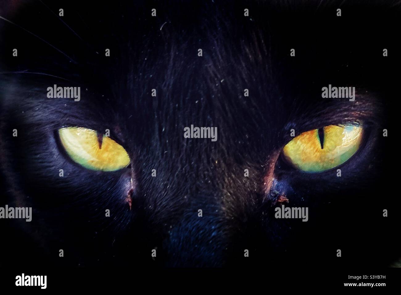 Yellow cats eyes detail and black fur - Smartphone Captured Stock Image