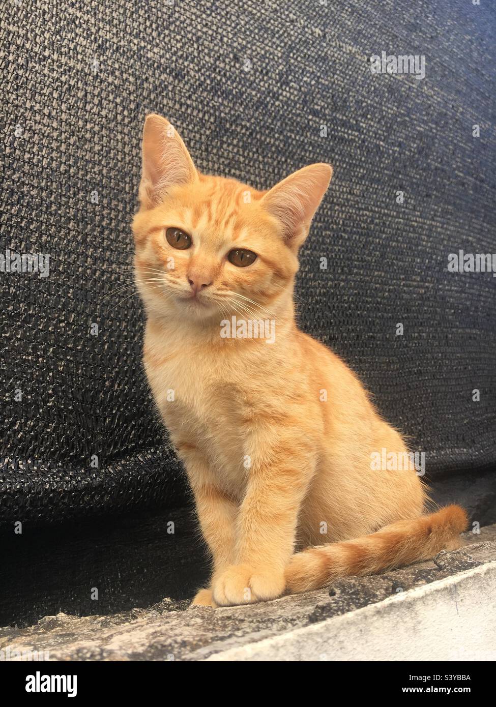 Orange tabby kitten sat on outside wall Stock Photo